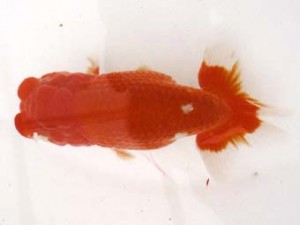 二歳会　取締一　宍戸秀保