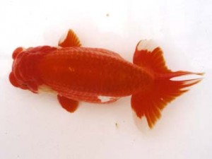 二歳会　取締二　實川久志