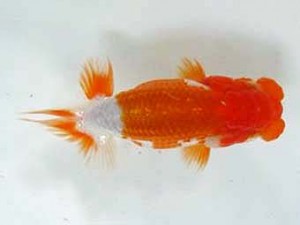 浜松愛魚会　研究会　西大関　出口博也