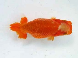 浜松愛魚会　研究会　取締一　田中美津吉