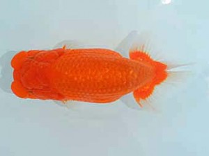 観栄らんちう会　二歳会　西取締　大久保義彰