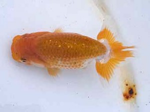 研究会　東大関　室岡賢治