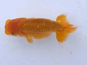 研究会　取締一　大久保正次