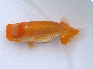 研究会　取締二　長谷川政司