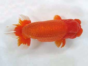 二歳会　東大関　鈴木和男 (浜松市)