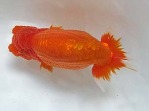 二歳会　西大関　鈴木和男 (浜松市)