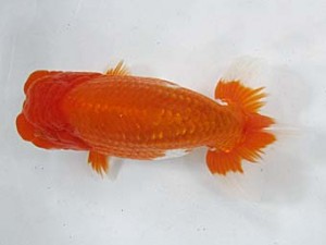 二歳会　立行司　中川元吉 (磐田市)