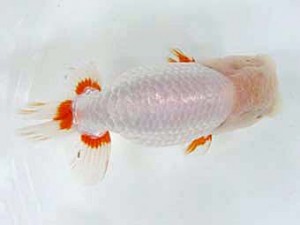 二歳会　東取締　川口敦司 (稲沢市)