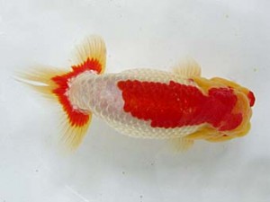 二歳会　西取締　鈴木敏宏 (浜松市)