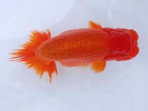 静岡らんちう同好会　二歳会　東大関　松本芳夫