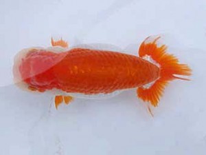 静岡らんちう同好会　二歳会　西大関　海野貴史