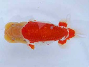 静岡らんちう同好会　二歳会　立行司　松本芳夫