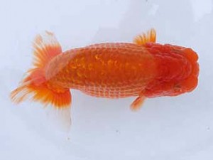 静岡らんちう同好会　二歳会　東取締　薮谷満男