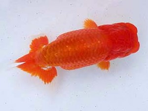 静岡らんちう同好会　二歳会　西取締　青木和久