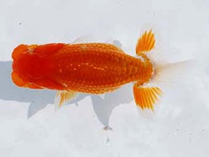 研究会　西大関　矢野仁利