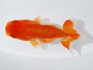 研究会　取締一　藤田俊男