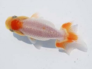 研究会　取締二　黒田清治