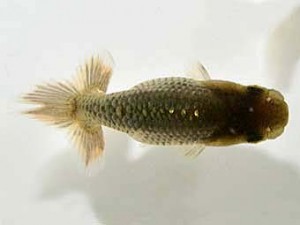 山梨錦城会　第一回研究会　一位　浅川武信