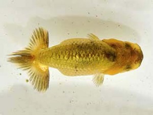 山梨錦城会　第一回研究会　二位　中根利夫