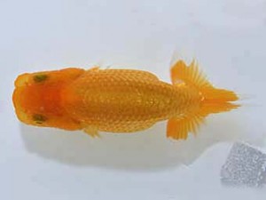 山梨錦城会　第一回研究会　三位　小山徹志