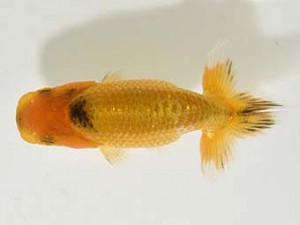 山梨錦城会　第一回研究会　四位　三木　伸