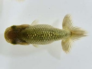 山梨錦城会　第一回研究会　五位　林部春雄