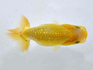 山梨錦城会　第一回研究会　六位　平野良則