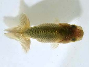 山梨錦城会　第一回研究会　七位　木暮　實