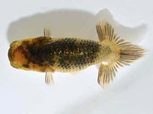 山梨錦城会　第一回研究会　八位　浅川武信