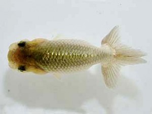 山梨錦城会　第一回研究会　九位　内藤信一