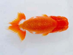 横浜観魚会 第一回研究会 2位 矢作雄一 横浜観魚会 第一回研究会 2位 矢作雄一