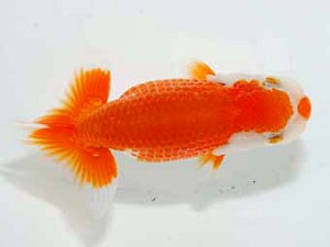 横浜観魚会 第一回研究会 3位 矢作雄一 横浜観魚会 第一回研究会 3位 矢作雄一