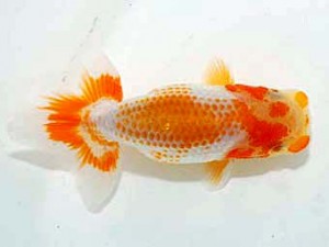 横浜観魚会 第一回研究会 4位 鈴木克巳 横浜観魚会 第一回研究会 4位 鈴木克巳