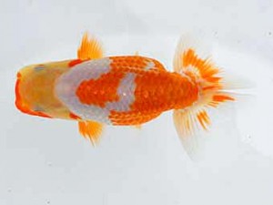 横浜観魚会 第一回研究会 5位 安藤 寛 横浜観魚会 第一回研究会 5位 安藤 寛