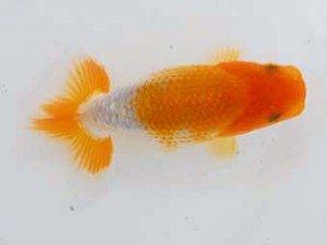 横浜観魚会 第一回研究会 1位 松下哲也 横浜観魚会 第一回研究会 1位 松下哲也