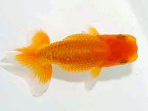 横浜観魚会 第一回研究会 2位 安藤 寛 横浜観魚会 第一回研究会 2位 安藤 寛