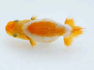 横浜観魚会 第一回研究会 4位 中澤俊男 横浜観魚会 第一回研究会 4位 中澤俊男