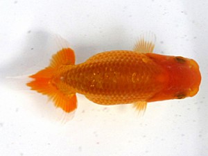 愛魚会　研究会　一位　林　和明