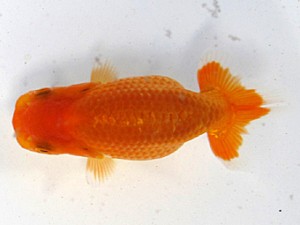 愛魚会　研究会　二位　柴山芳昭