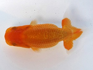 愛魚会　研究会　三位　林　和明