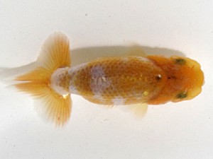 愛魚会　研究会　四位　三宅雅也