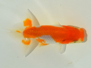 研究会　4位　加曽利敏幸