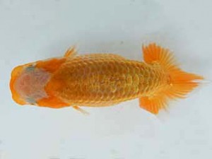 研究会　東大関　石丸満春