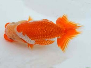 研究会　西大関　和田　宝