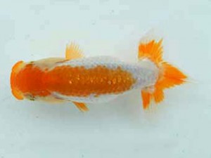 研究会　立行司　伊藤弘之