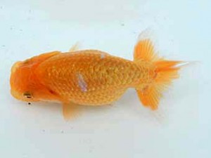 研究会　西取締　有賀昌司