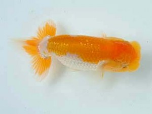 研究会　1席　岡村圭一郎