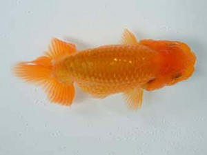 研究会　2席　高岡泰雄