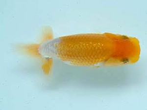 研究会　3席　岡村圭一郎