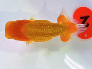 研究会　西大関　村上暢彦　浅口